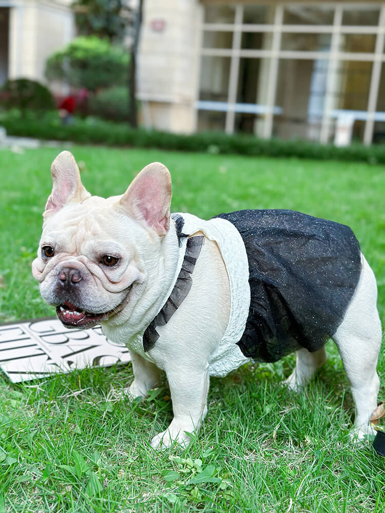 Dog white and black channel elegant dress for small medium dogs by Frenchiely