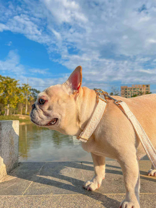 Dog White Lace Leash Set - Frenchiely