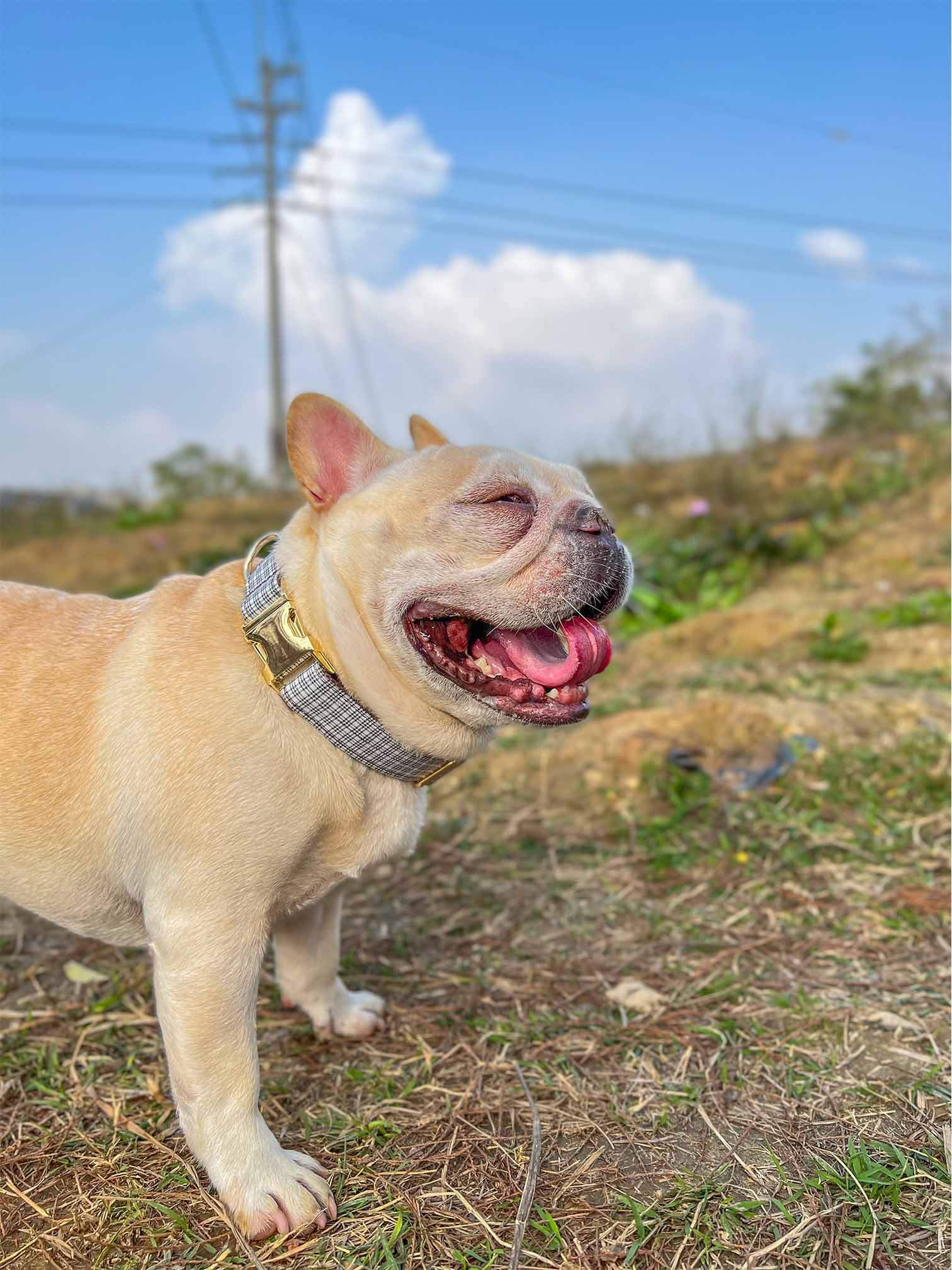 Dog White Plaid Collar