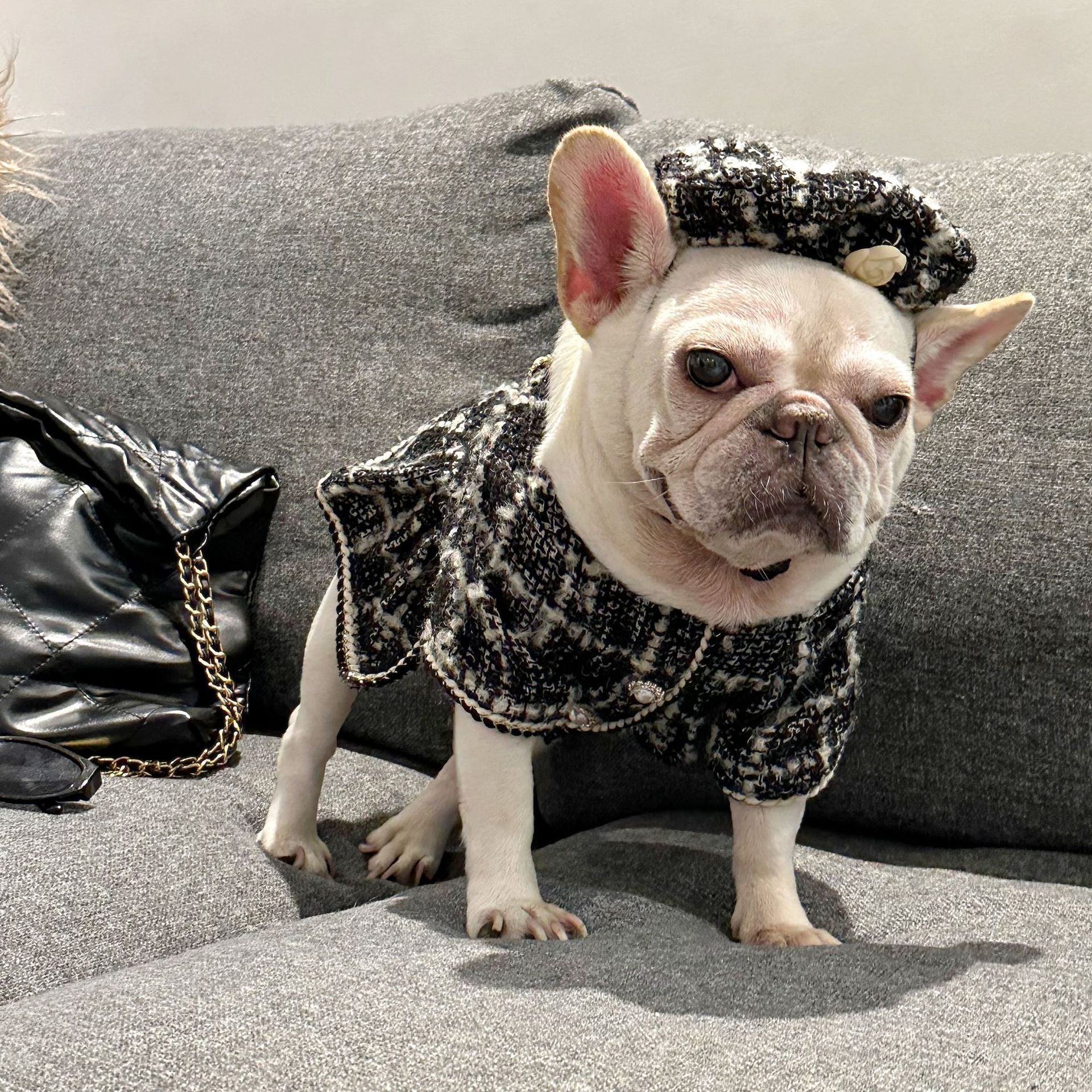 Dog Winter Luxury Dress Christmas Coat | Frenchie Clothing Shop Frenchiely Dog Winter Luxury Dress Christmas Coat | Frenchie Clothing Shop Frenchiely