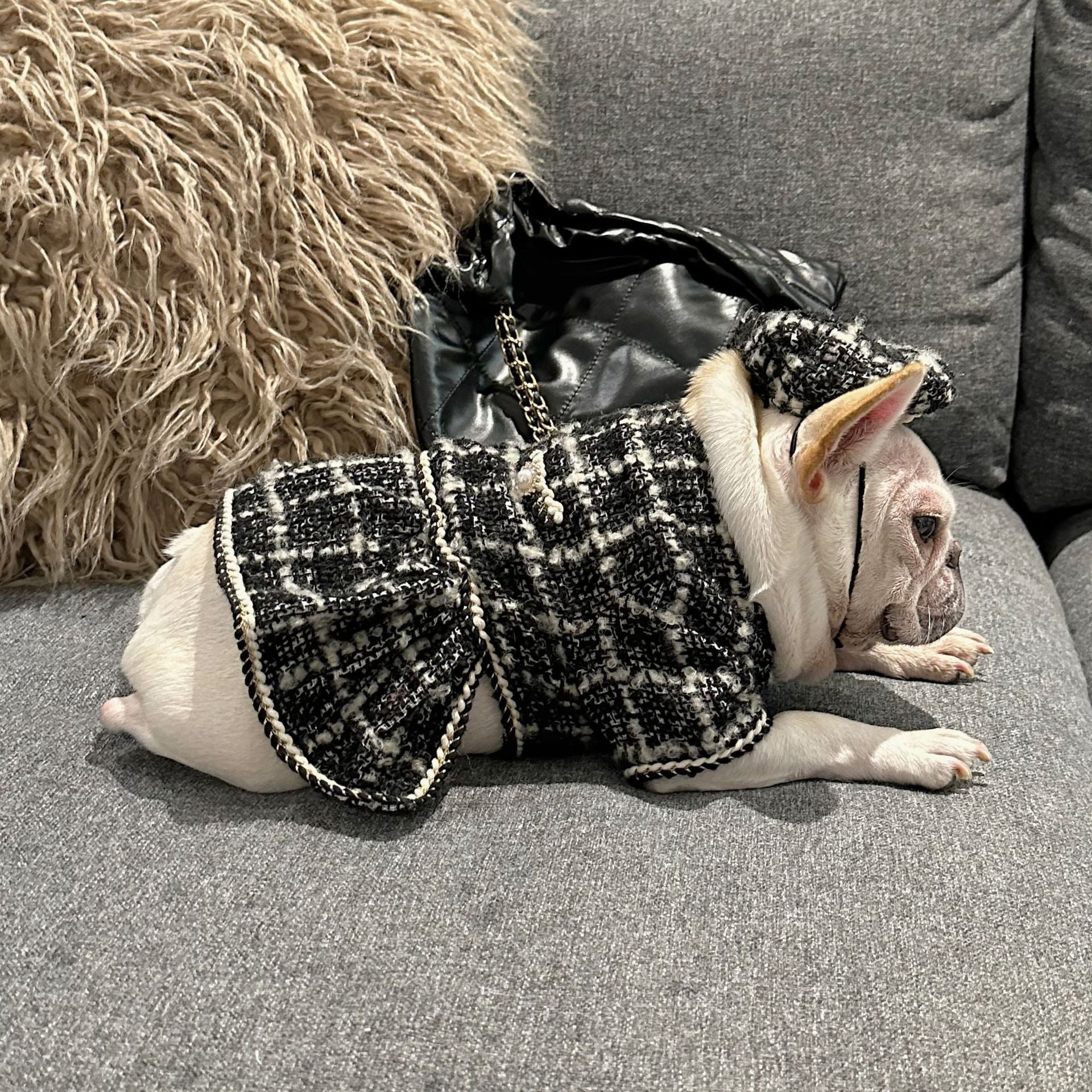 Dog Winter Luxury Dress Christmas Coat | Frenchie Clothing Shop Frenchiely Dog Winter Luxury Dress Christmas Coat | Frenchie Clothing Shop Frenchiely