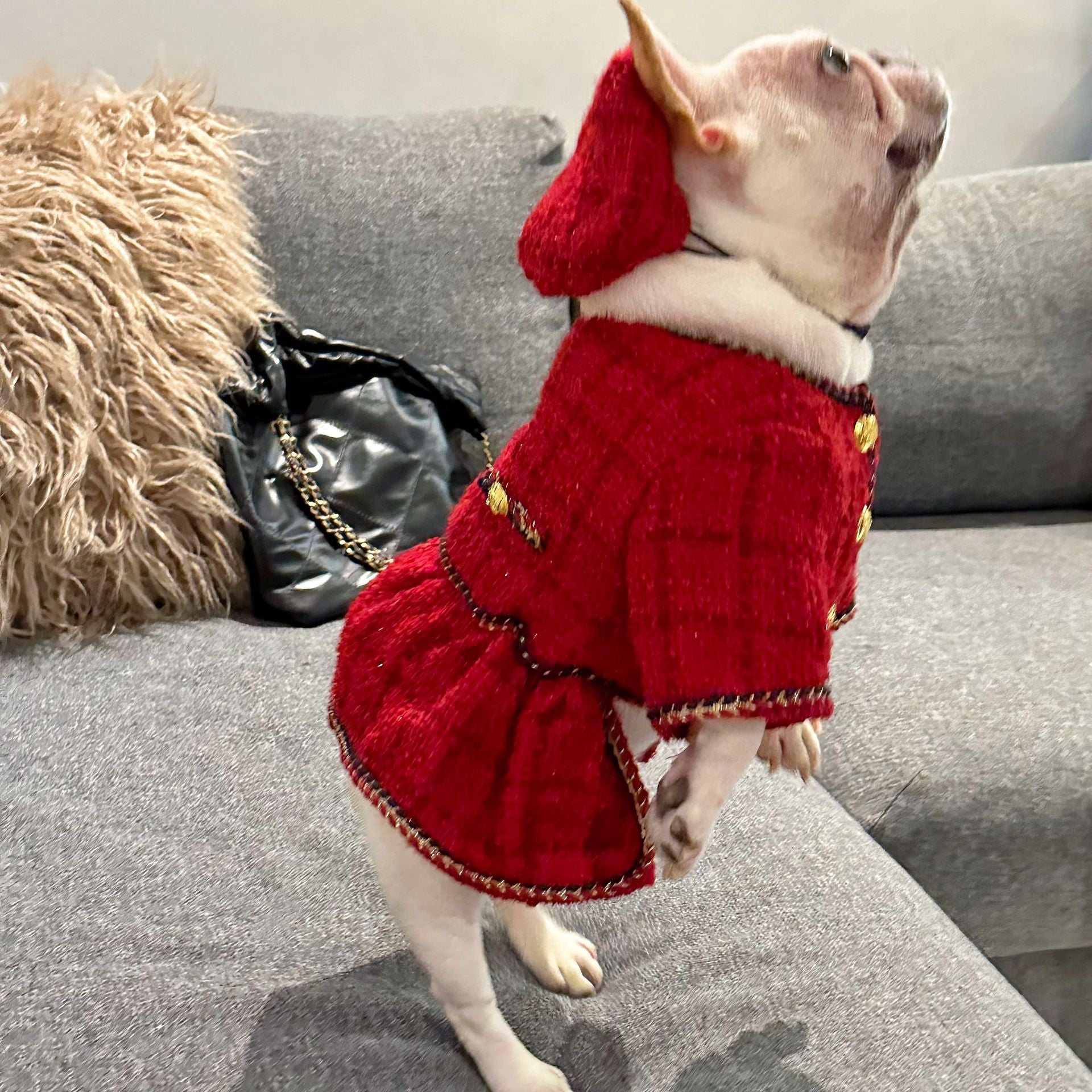 Dog Winter Luxury Dress Christmas Coat | Frenchie Clothing Shop Frenchiely Dog Winter Luxury Dress Christmas Coat | Frenchie Clothing Shop Frenchiely