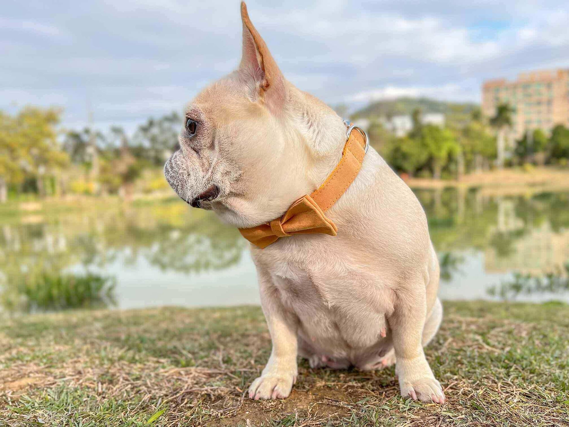 Dog Yellow Collar Leash Set - Frenchiely