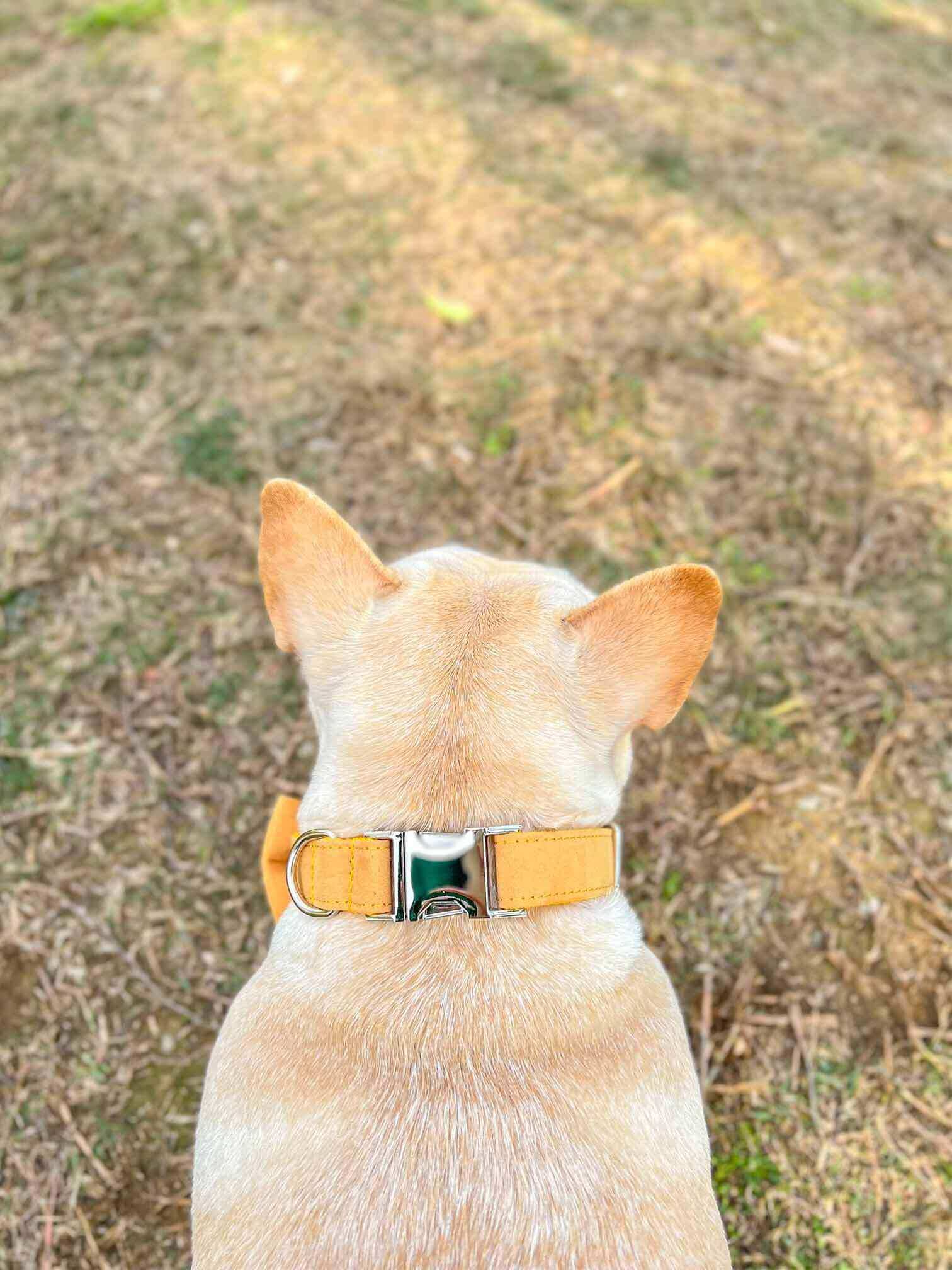 Dog Yellow Collar Leash Set - Frenchiely