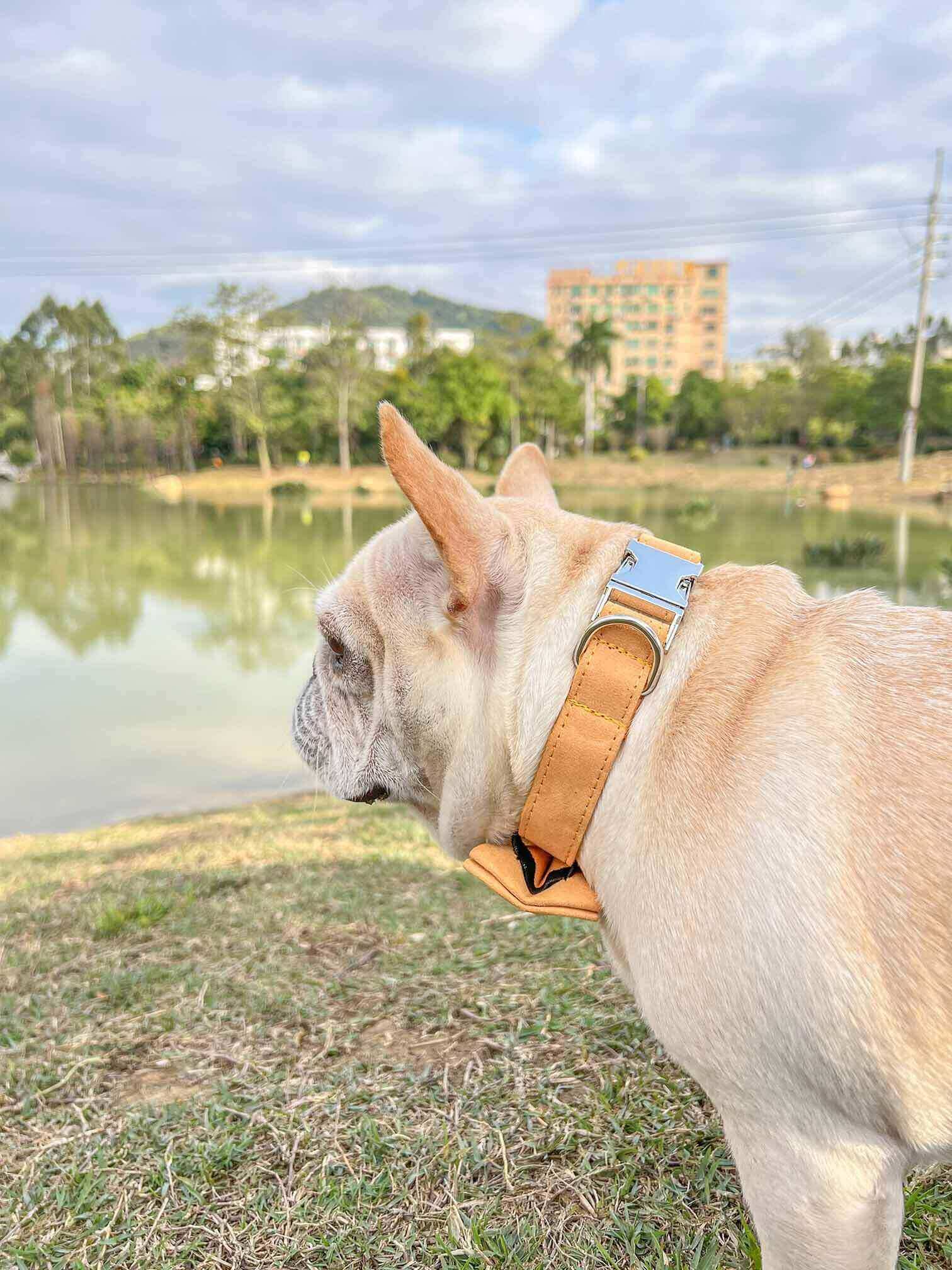 Dog Yellow Collar Leash Set - Frenchiely