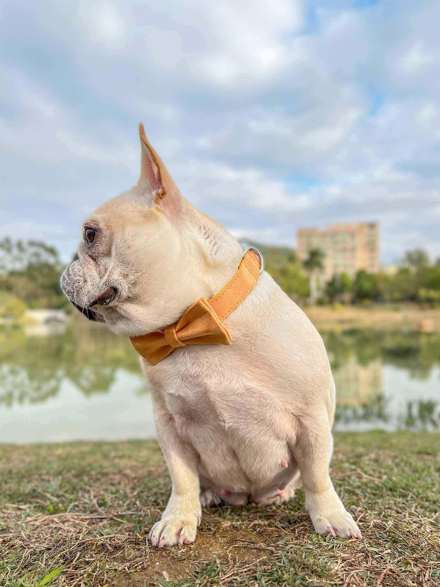 Dog Yellow Collar Leash Set - Frenchiely