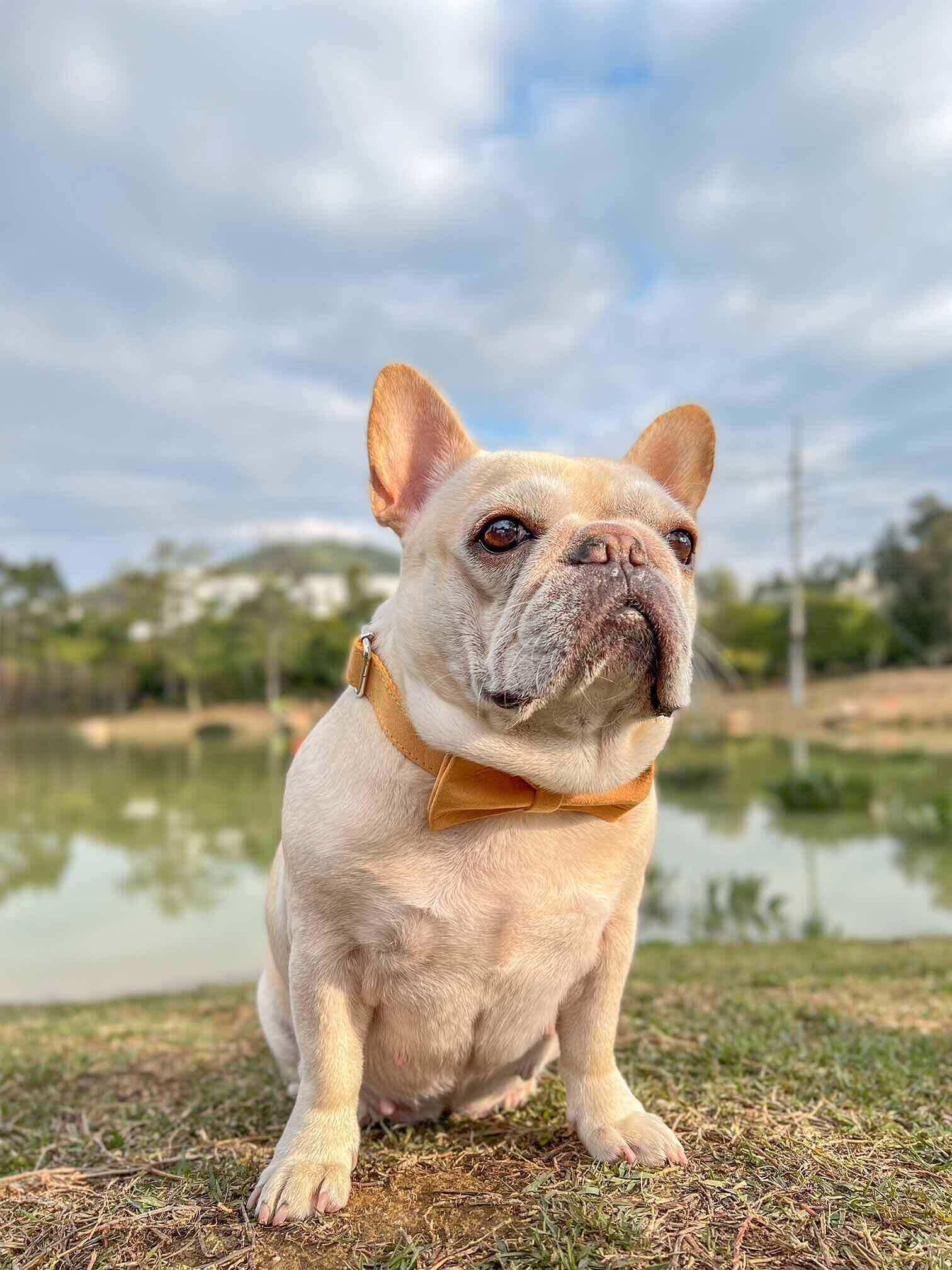 Dog Yellow Collar Leash Set - Frenchiely