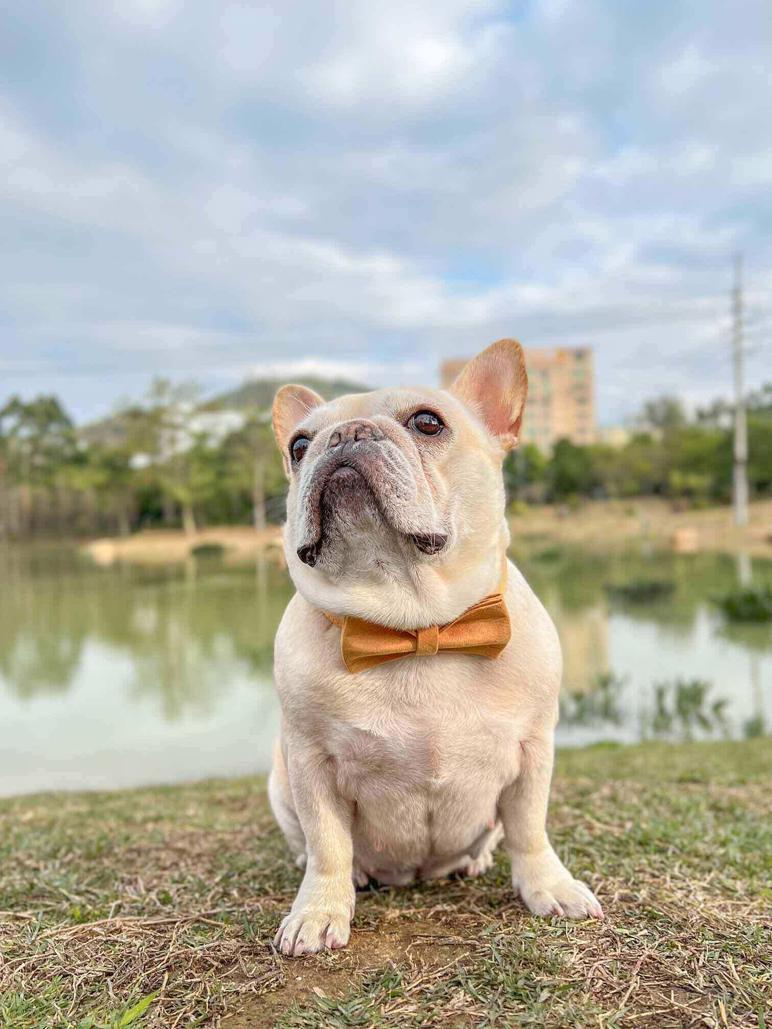 Dog Yellow Collar Leash Set - Frenchiely