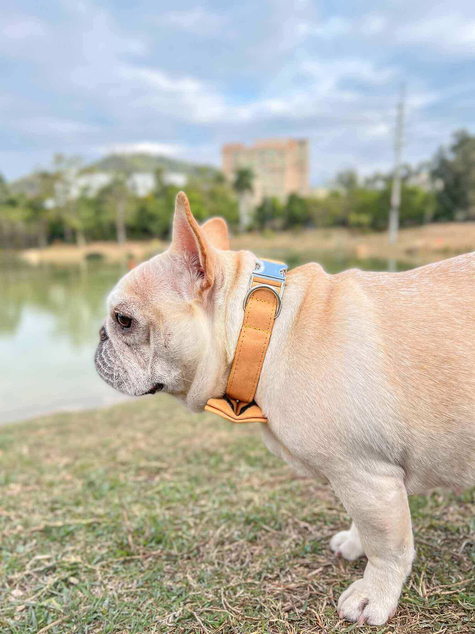 Dog Yellow Collar Leash Set - Frenchiely