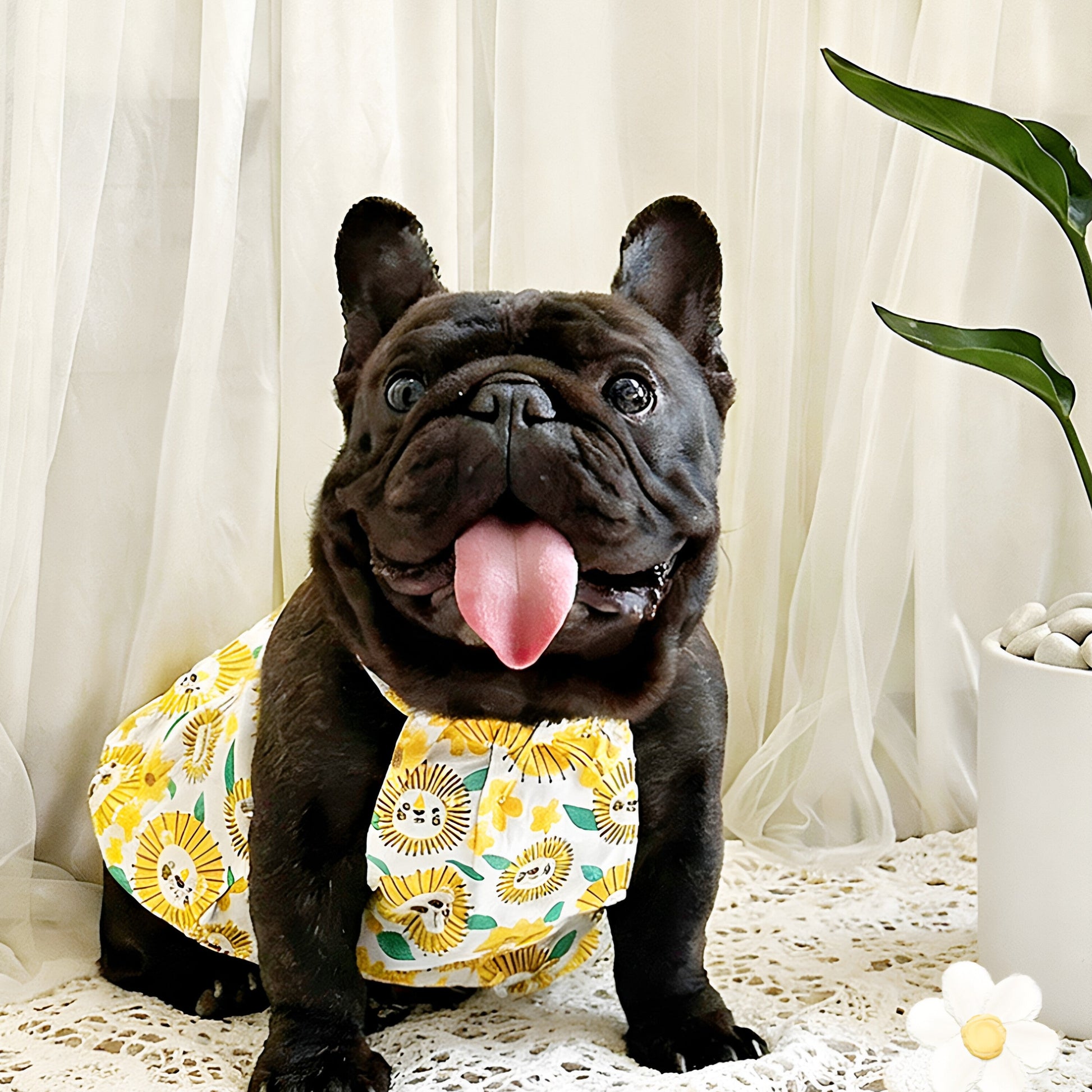 Dog Yellow Daisy Dress dogyellowdaisydressformediumfrenchbulldogs_1
