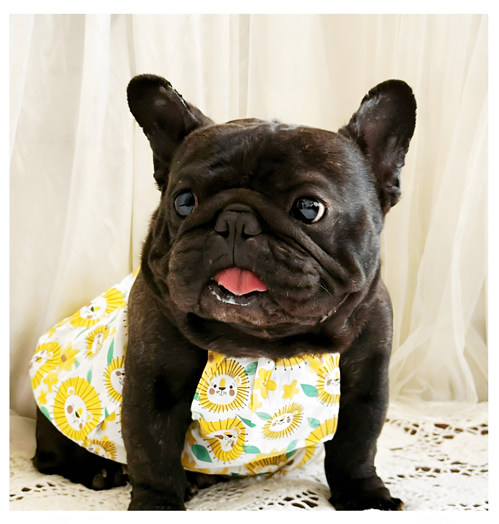 Dog Yellow Daisy Dress dogyellowdaisydressformediumfrenchbulldogs_10