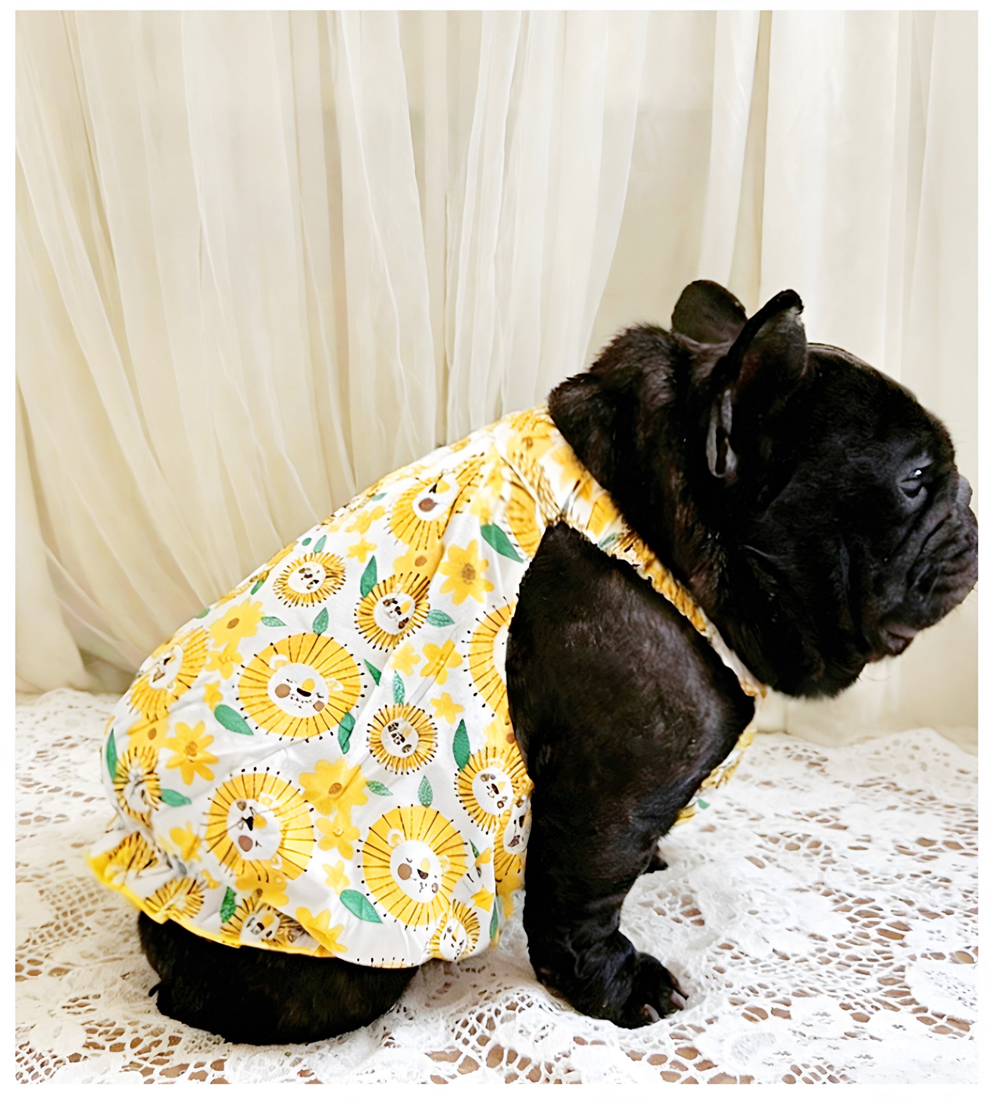 Dog Yellow Daisy Dress dogyellowdaisydressformediumfrenchbulldogs_12
