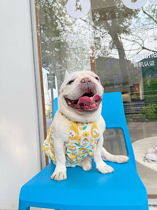 Dog Yellow Daisy Dress dogyellowdaisydressformediumfrenchbulldogs_2