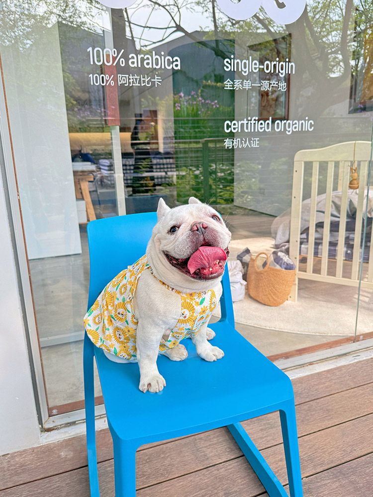 Dog Yellow Daisy Dress dogyellowdaisydressformediumfrenchbulldogs_3