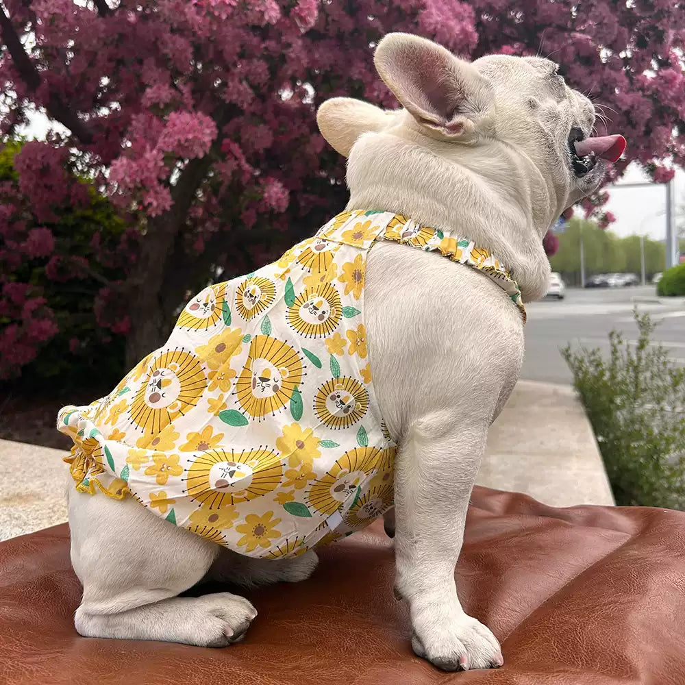 Dog Yellow Daisy Dress dogyellowdaisydressformediumfrenchbulldogs_5
