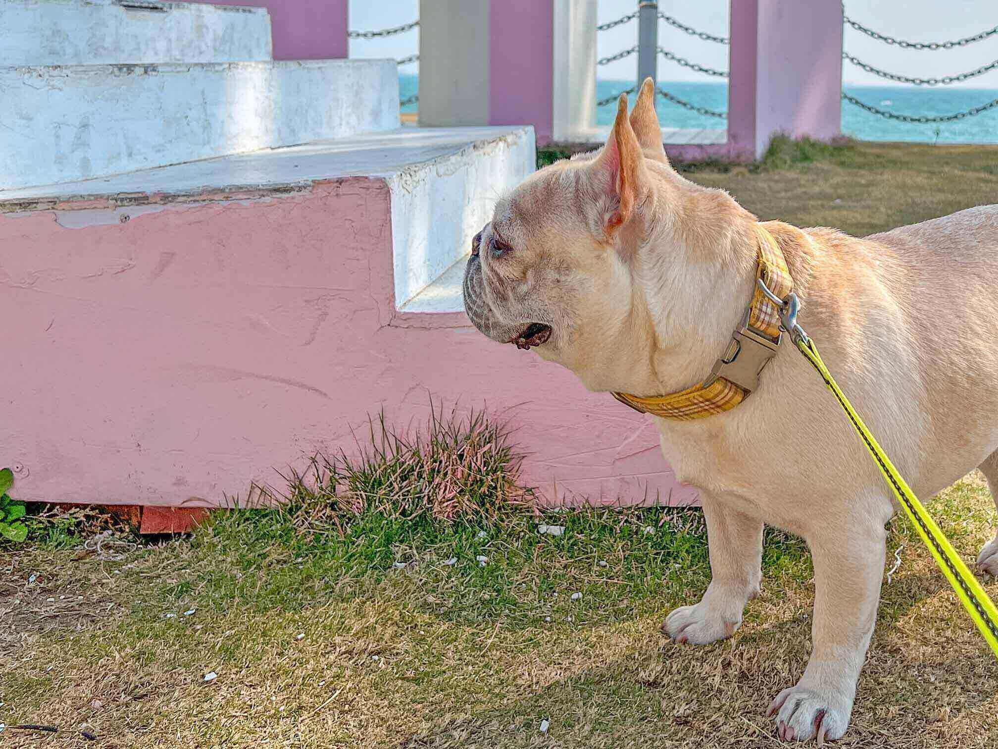 Dog Yellow Plaid Collar - Frenchiely