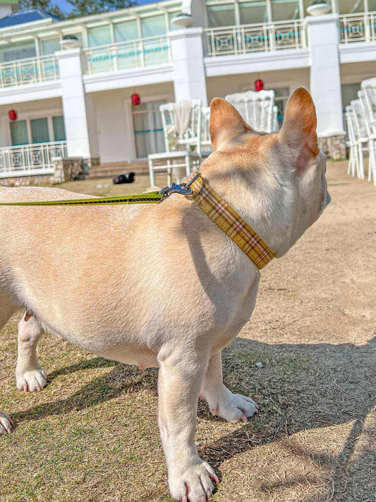 Dog Yellow Plaid Collar - Frenchiely