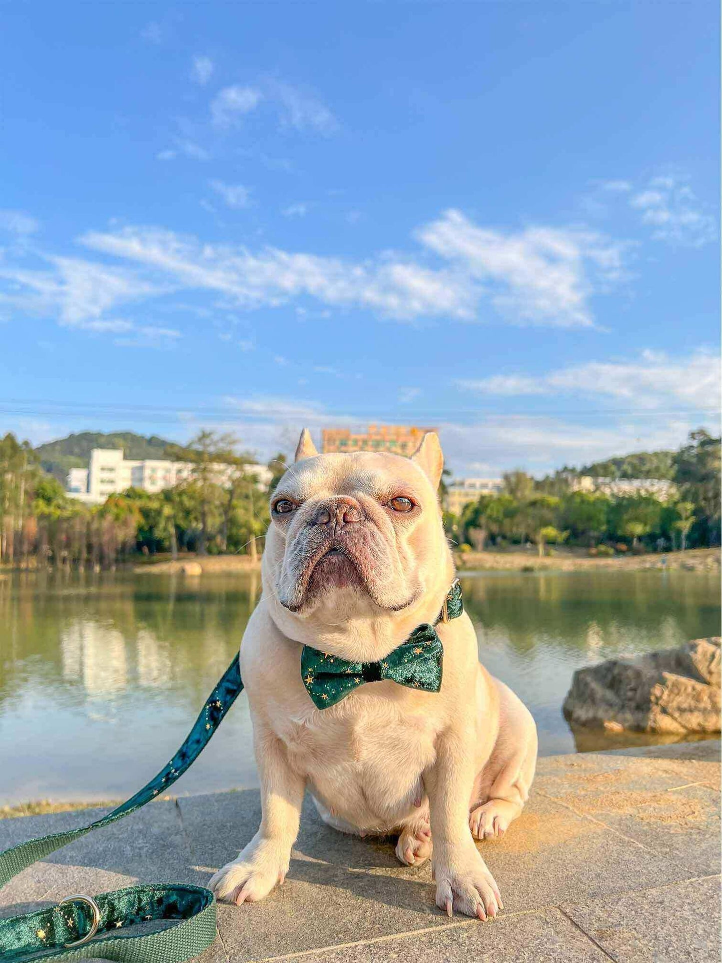 Dog Green Star Leash Set - Frenchiely