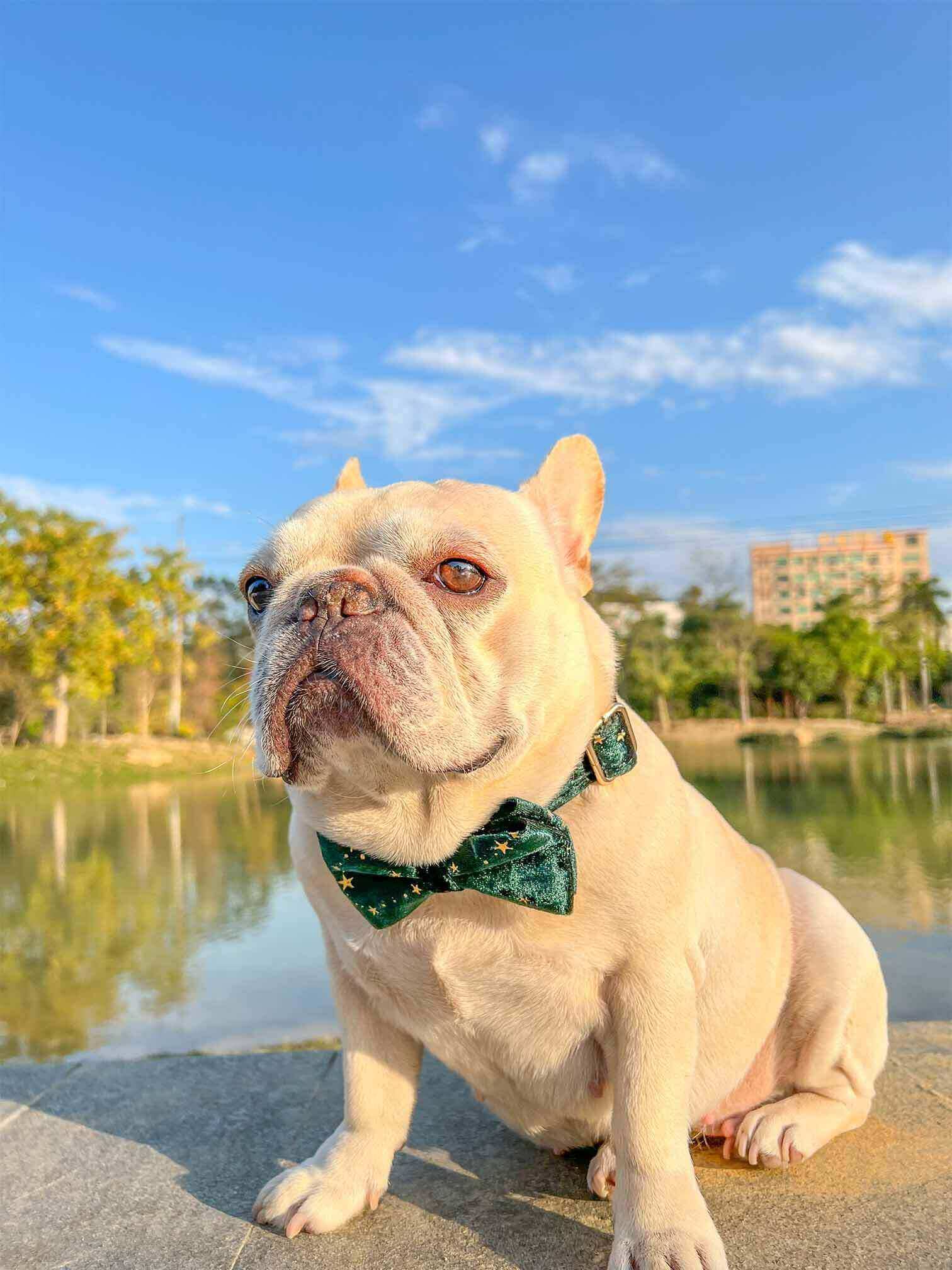 Dog Green Velvet Star Collar - Frenchiely