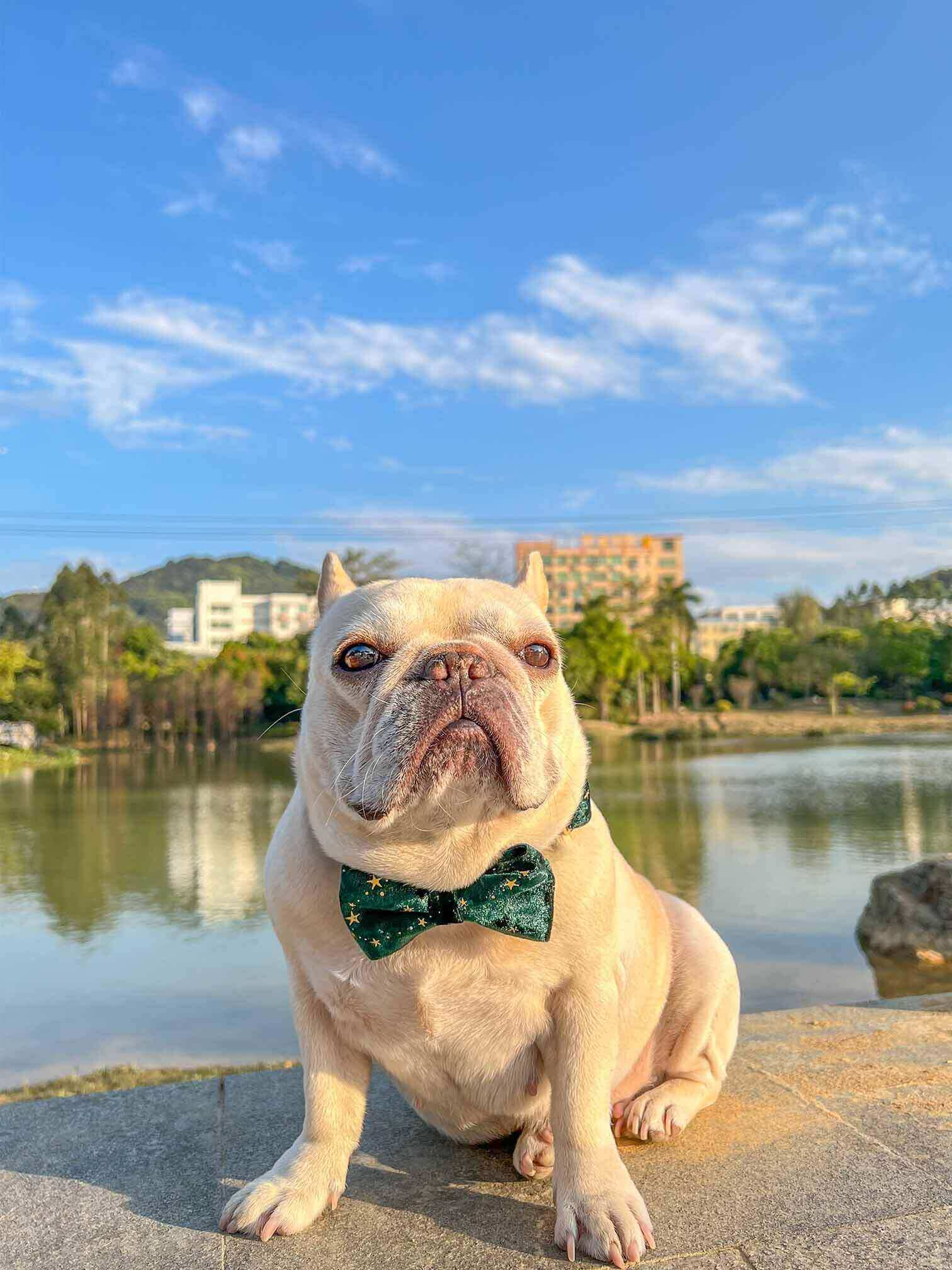 Dog Green Velvet Star Collar - Frenchiely