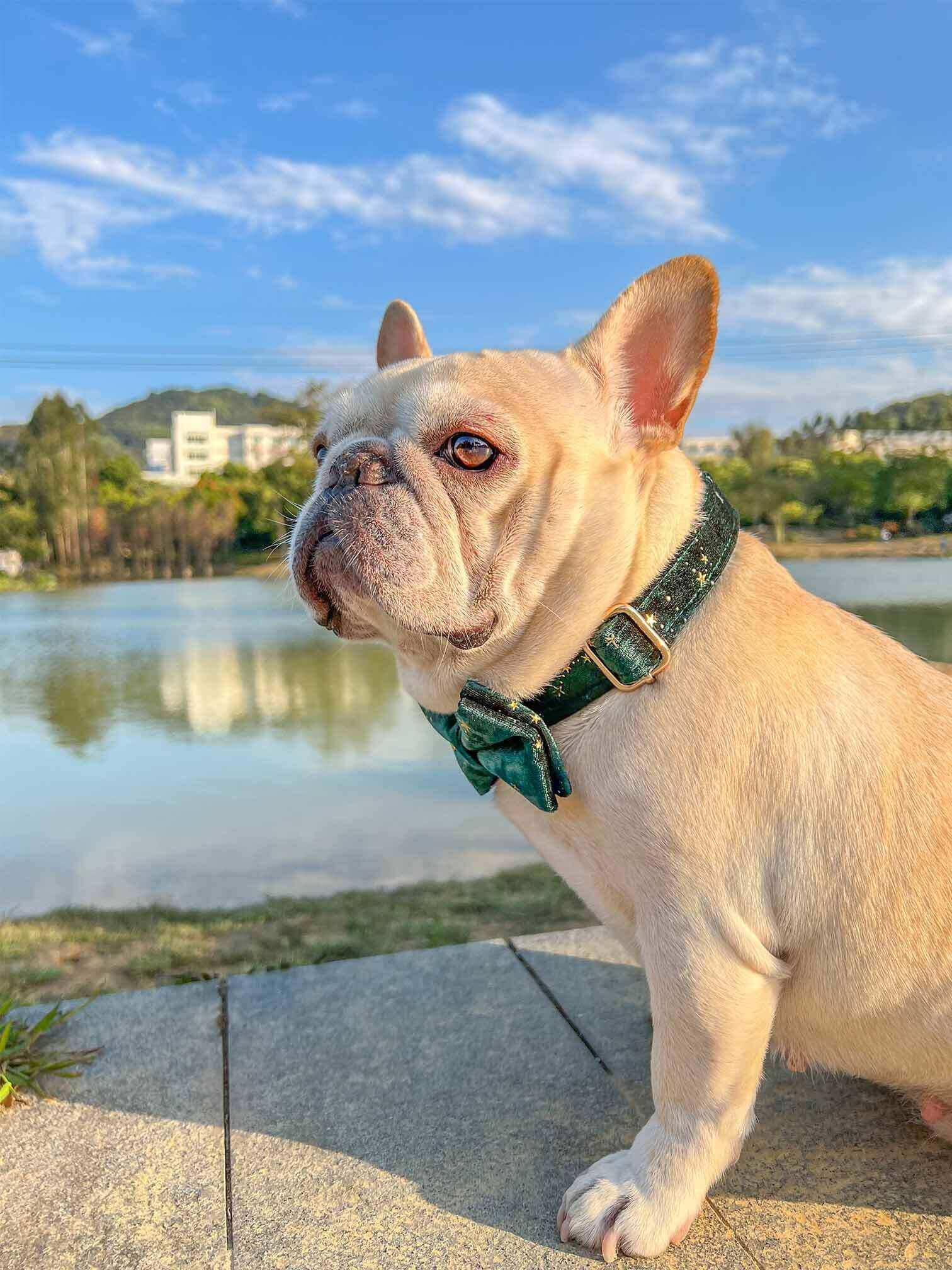 Dog Green Velvet Star Collar - Frenchiely