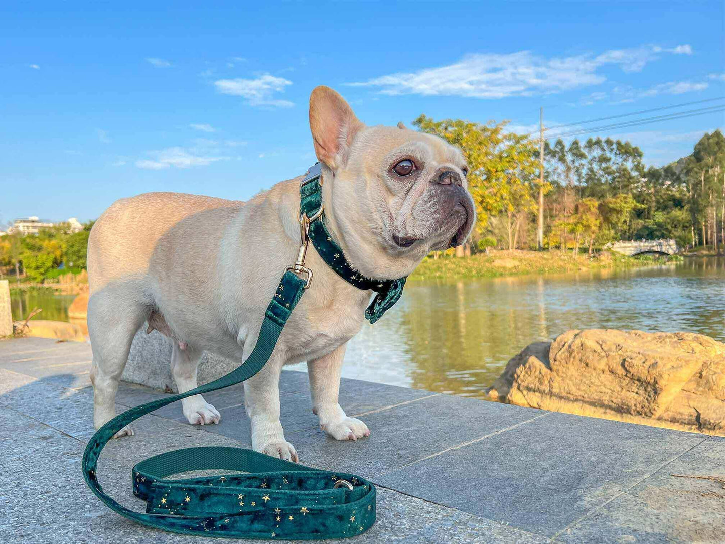 Dog Green Star Leash Set - Frenchiely
