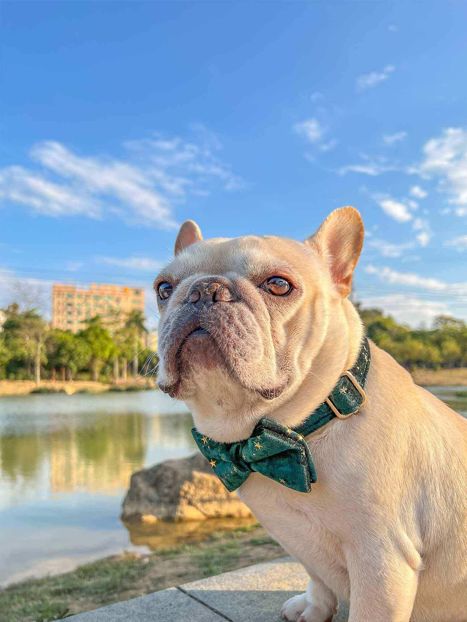 Dog Green Velvet Star Collar - Frenchiely