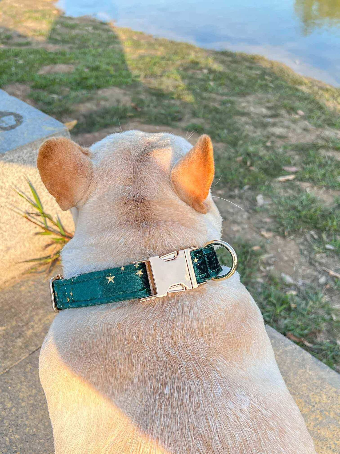Dog Green Star Leash Set - Frenchiely