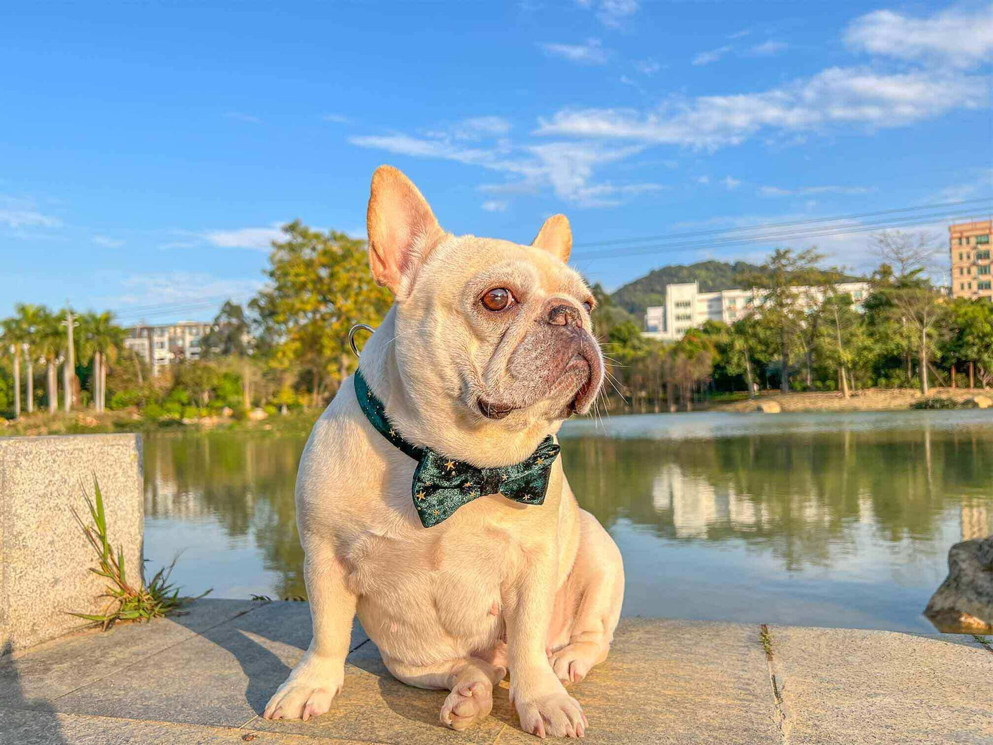 Dog Green Velvet Star Collar - Frenchiely