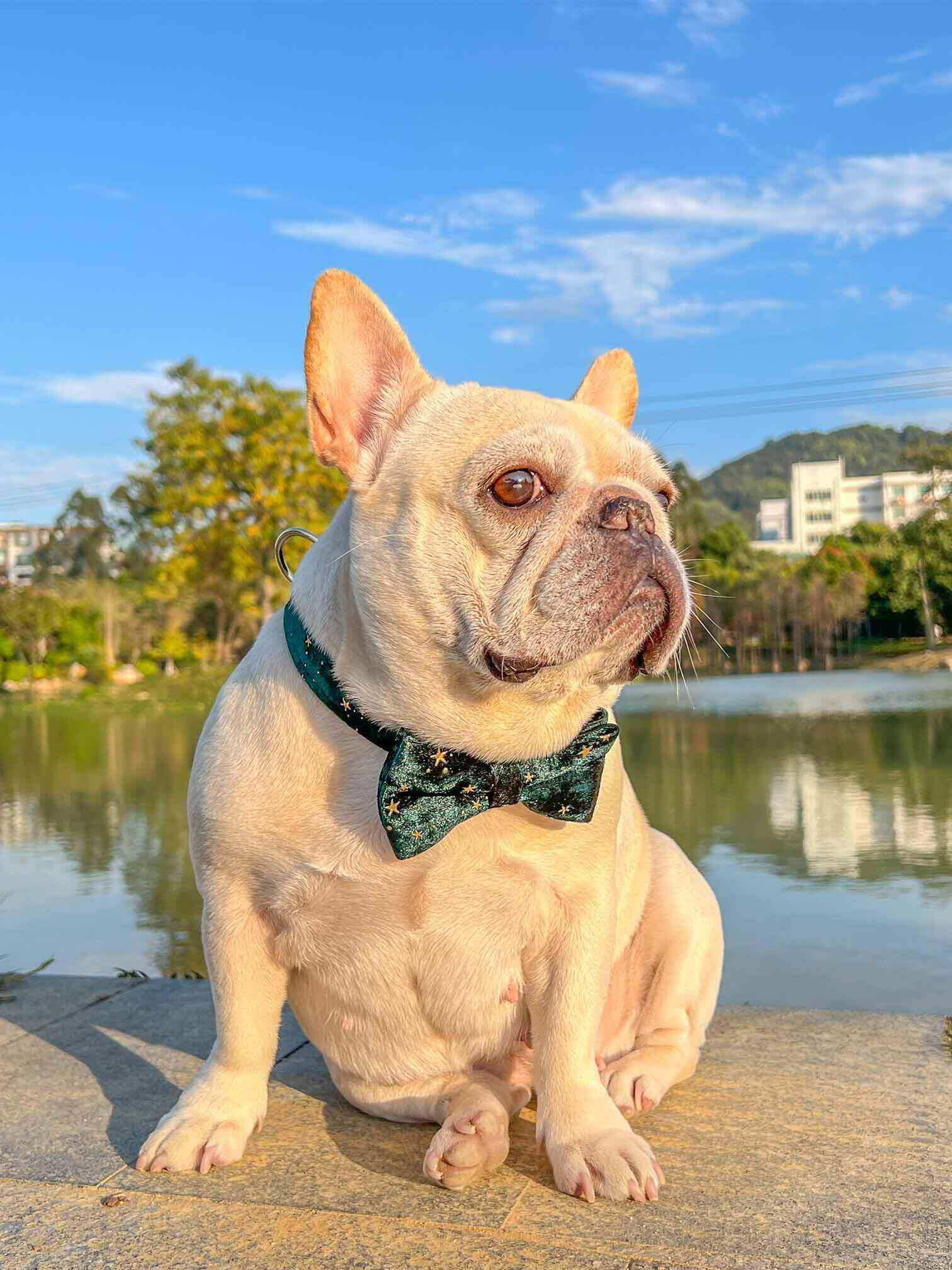 Dog Green Star Leash Set - Frenchiely
