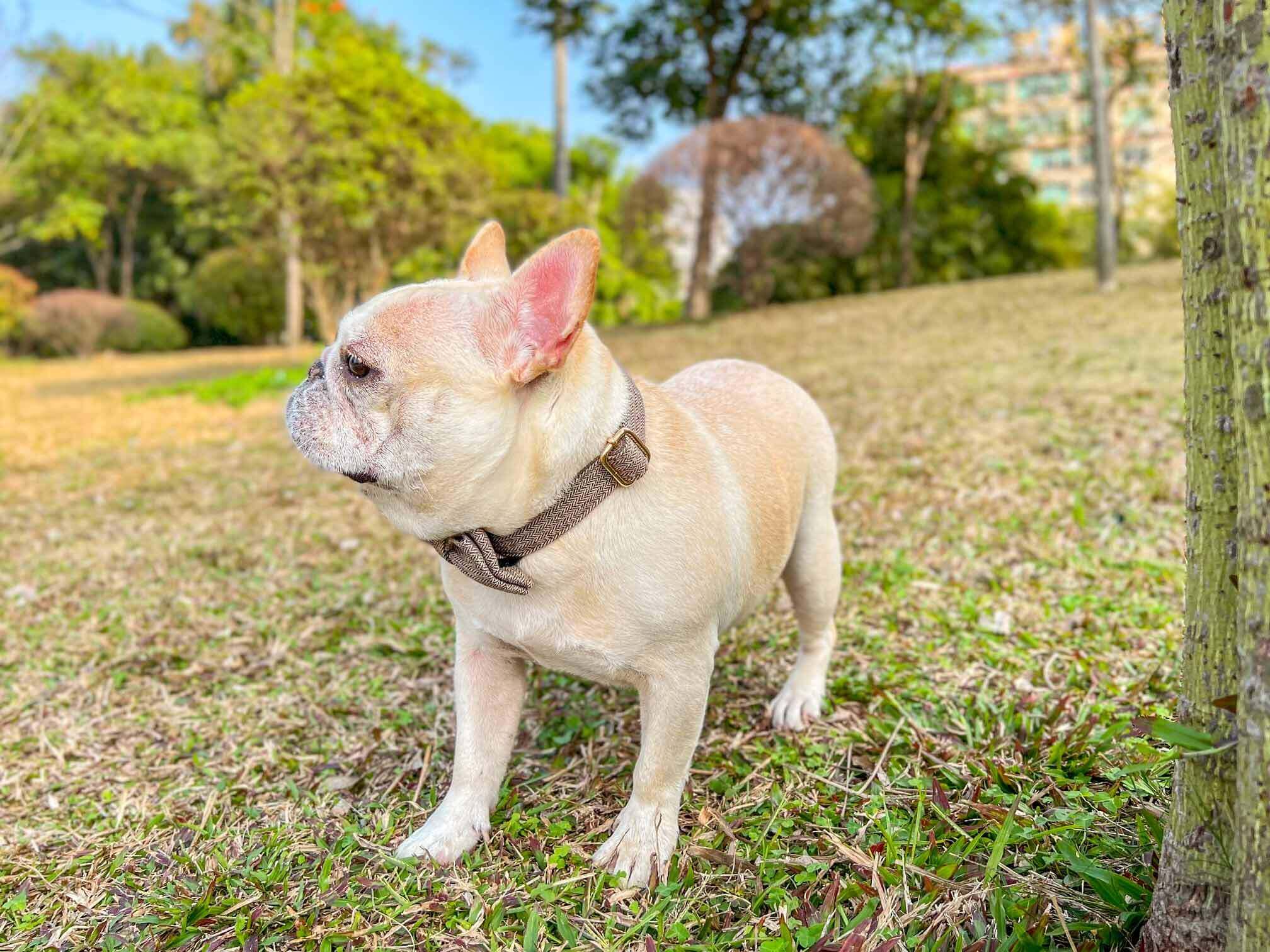 Dog Brown Collar - Frenchiely