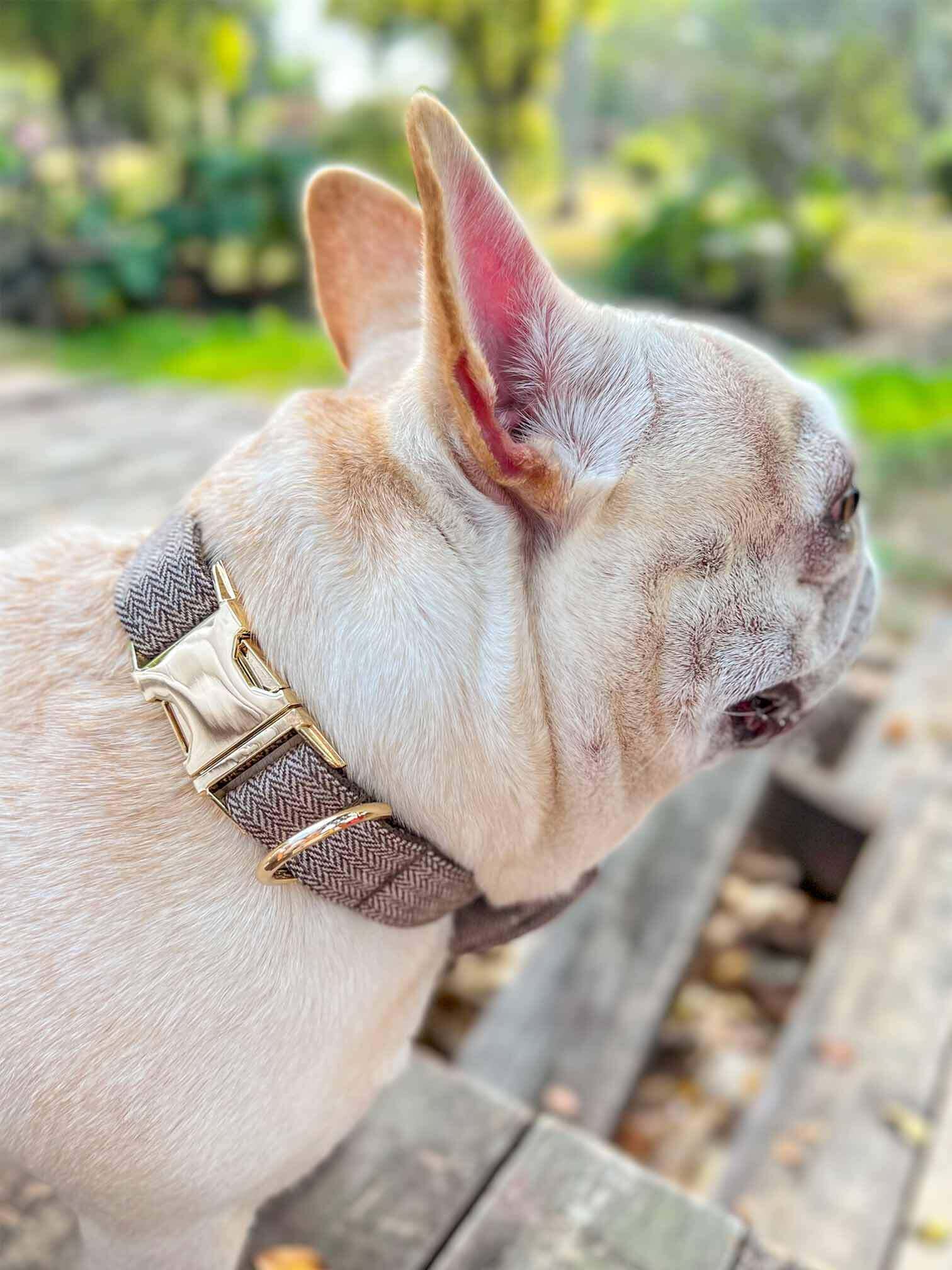 Dog Brown Collar Leash Set - Frenchiely