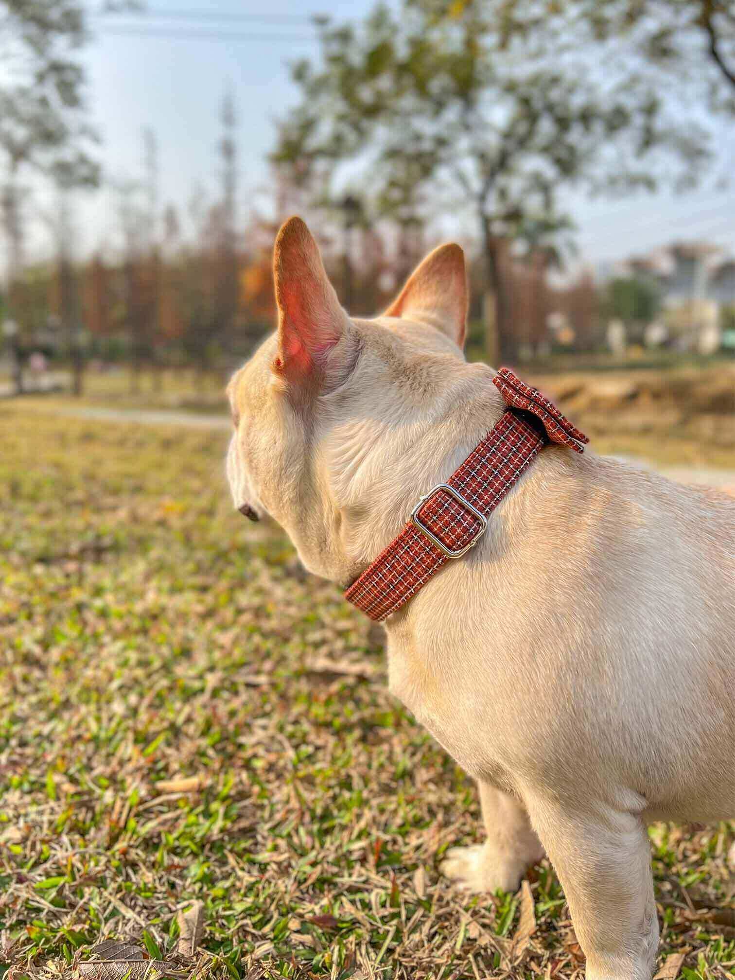 Dog Red Plaid Collar