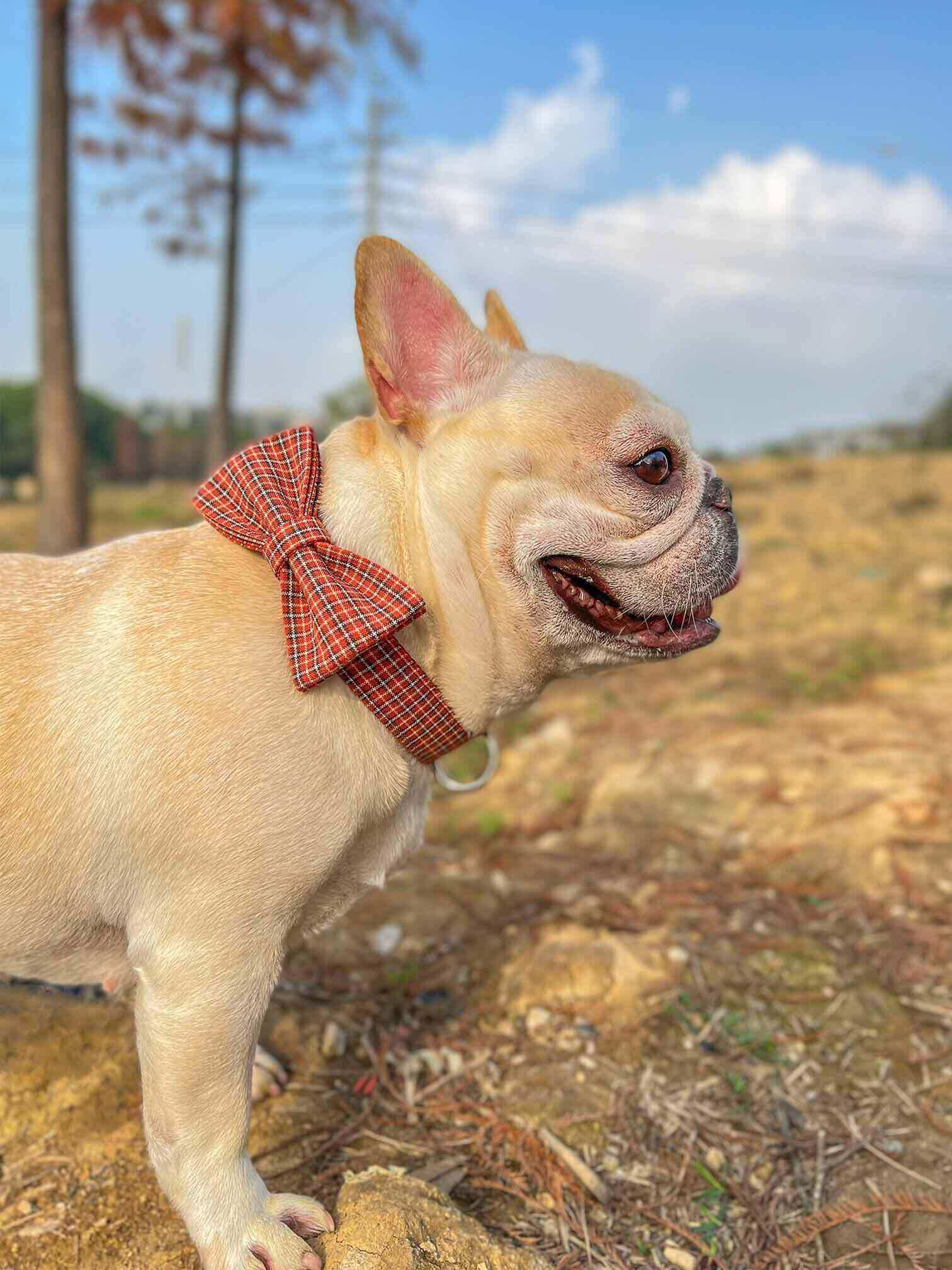 Dog Red Plaid Collar