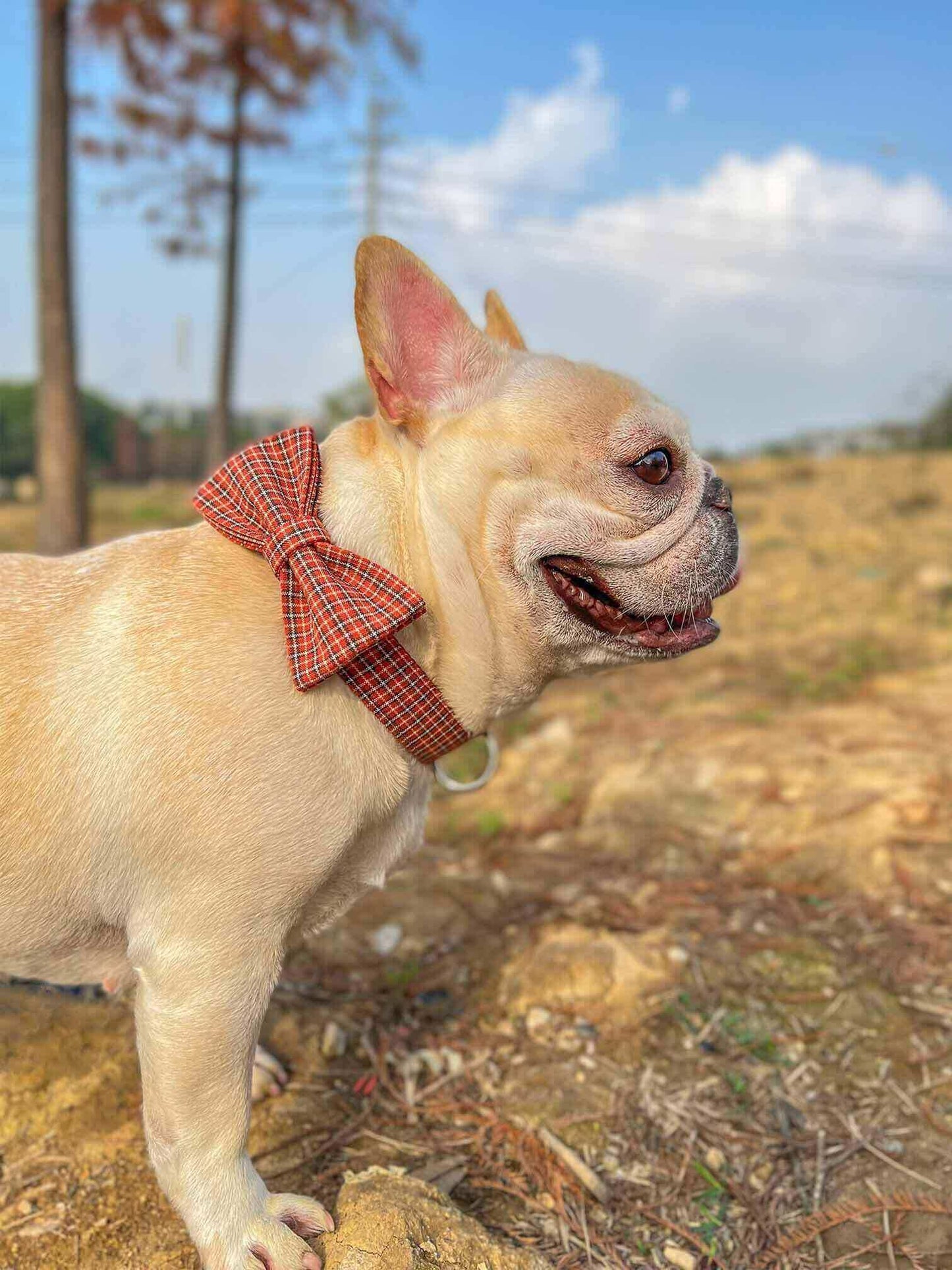 Dog Red Plaid Leash Set - Frenchiely