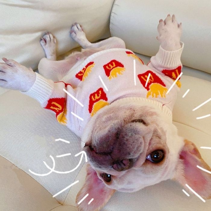 Dog Cute Mc Donald's Pullover Sweater for Small medium dogs by Frenchiely 