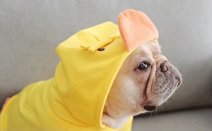 French Bulldog Cartoon Yellow Duck Costume - Frenchiely