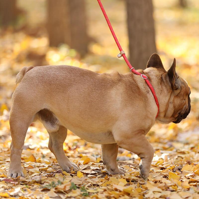 French Bulldog P Chain Leash - Frenchiely