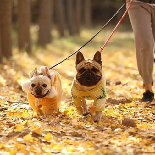 French Bulldog P Chain Leash 20200221221435