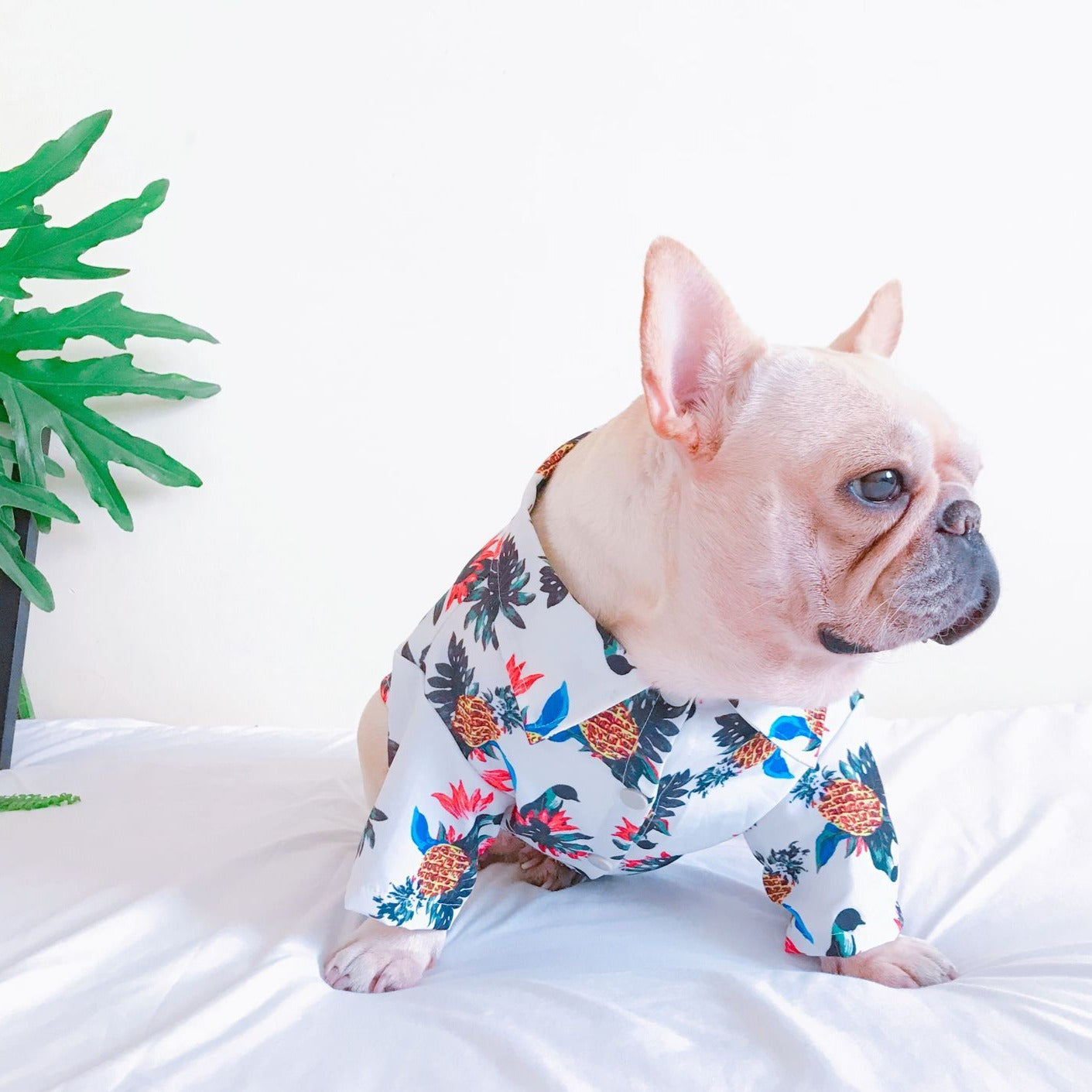 White Hawaiian shirts for French Bulldog - Frenchiely
