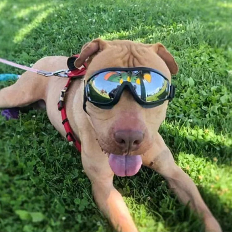 Dog UV Waterproof Dog Goggles - Frenchiely