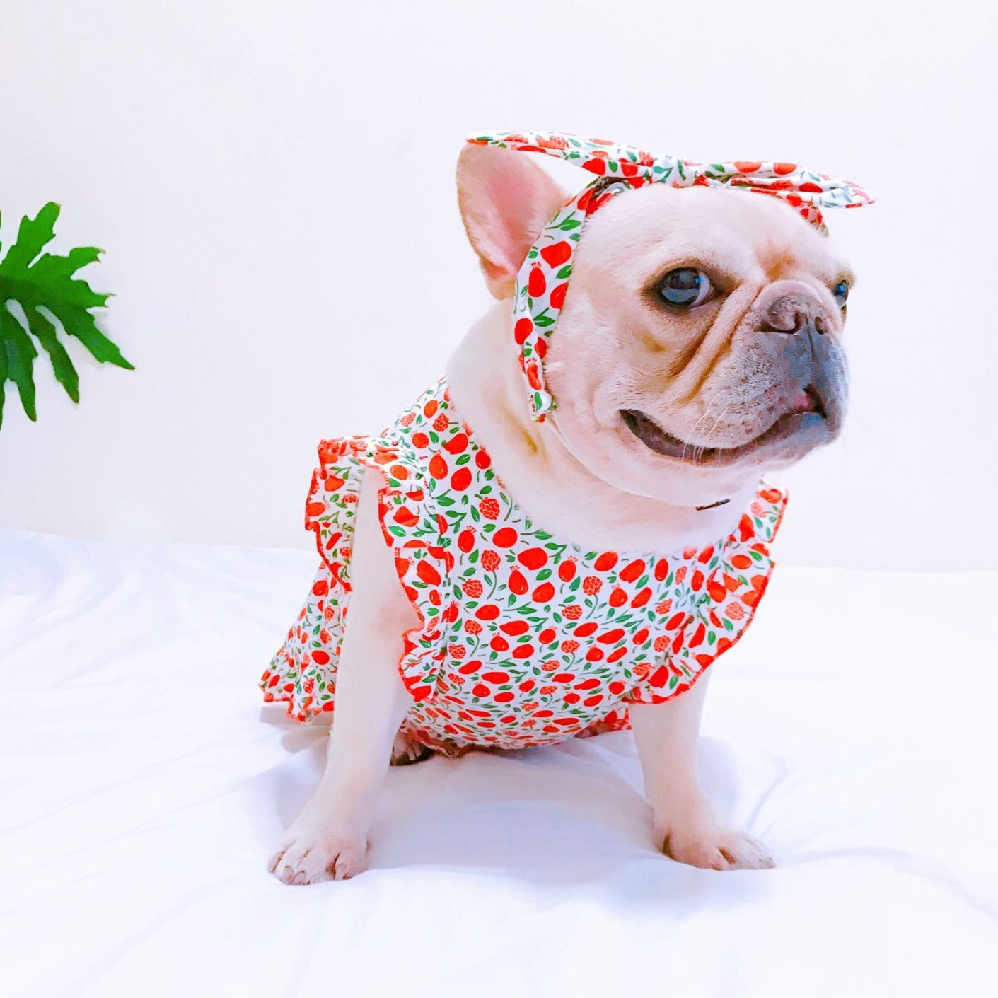 dog retro strawberry dress with headband - Frenchiely