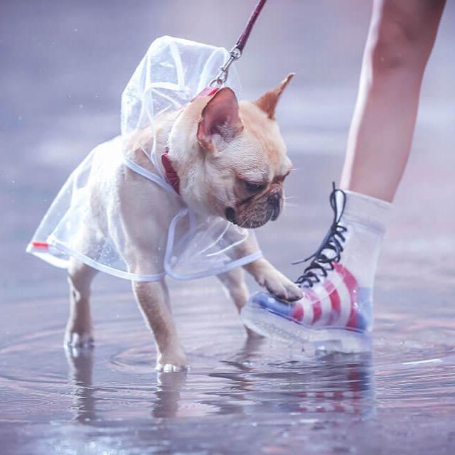 Clear Rain Coat Jackets for Medium Dogs - Frenchiely