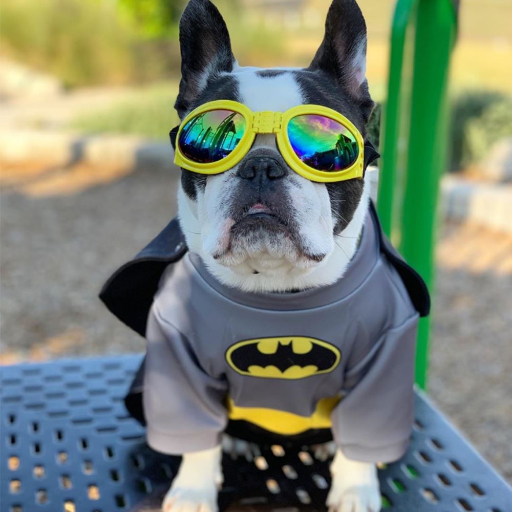 Dog Batman Costumes for Medium Dogs - Frenchiely