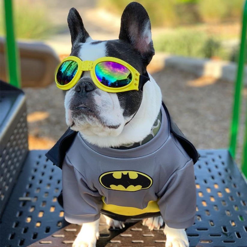 Dog Halloween Batman Costume Frenchie Costume Ideas Pet Cosplay