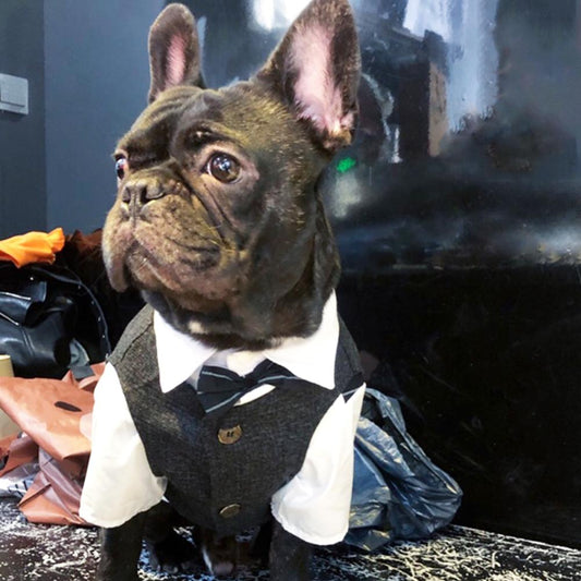 Dog Fancy Suit Waistcoat -Black Black_Formal_Waistcoat_Vest_for_Medium_Dogs_11