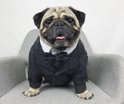 Black French Bulldog Wedding Outfit Coat - Frenchiely