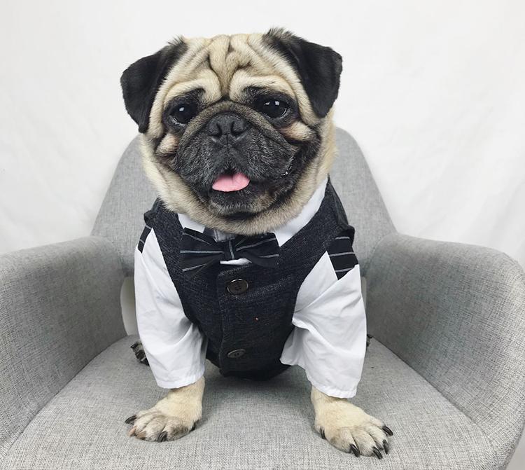 Dog Fancy Black Suit Vest Waistcoat for Male Medium Dogs - Frenchiely