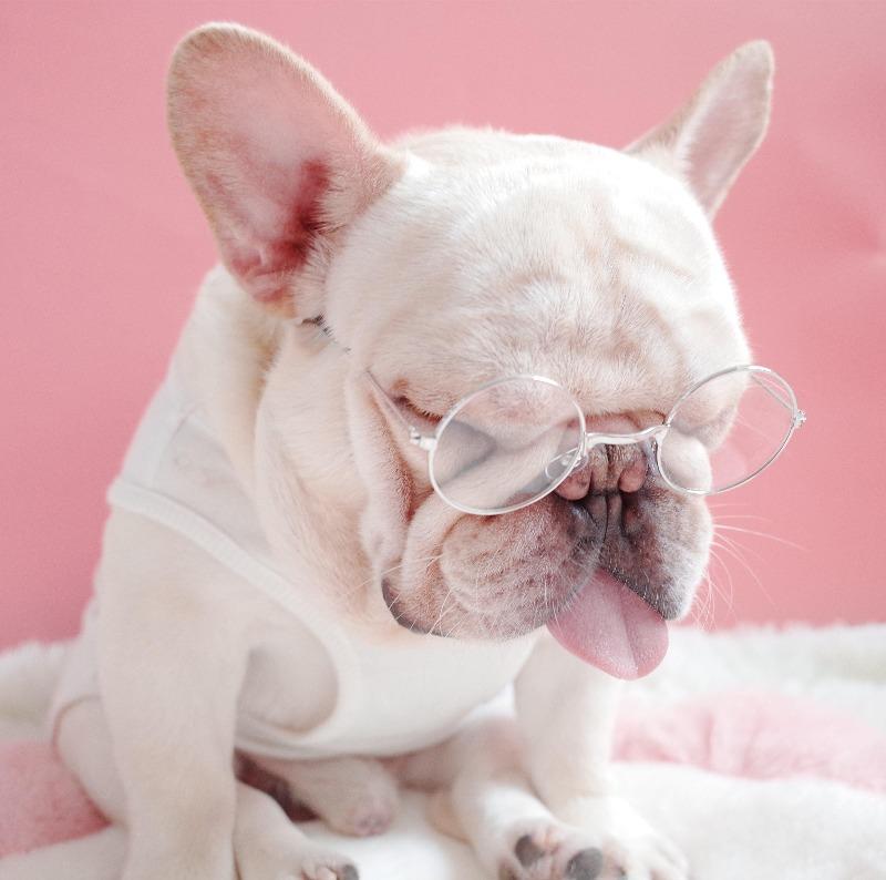 Dog Clear Glasses for French Bulldog - Frenchiely