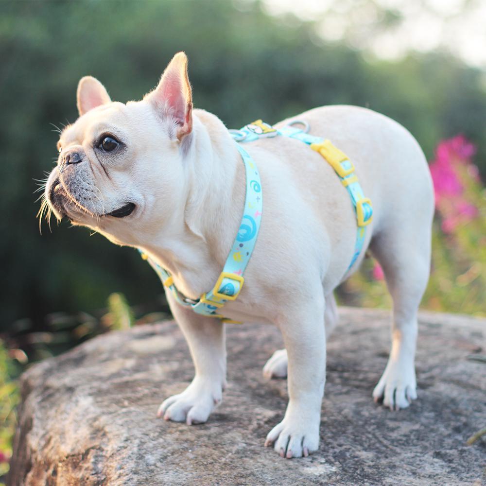 Cute Frenchie Harness Leash Set - Universe - Frenchiely